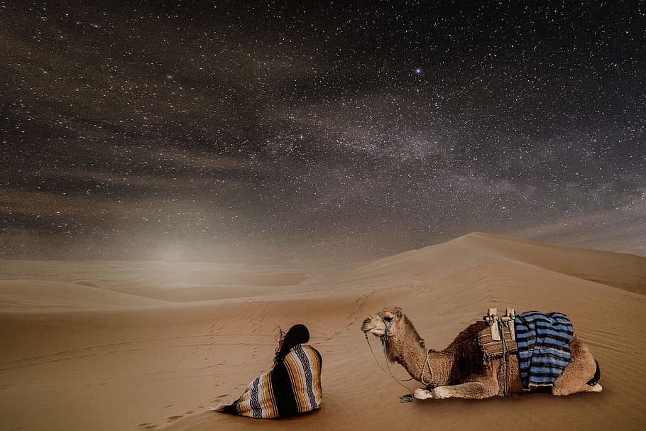 brown camel, desert, night, starry sky, person, dromedary, sand, dry, landscape, sahara
