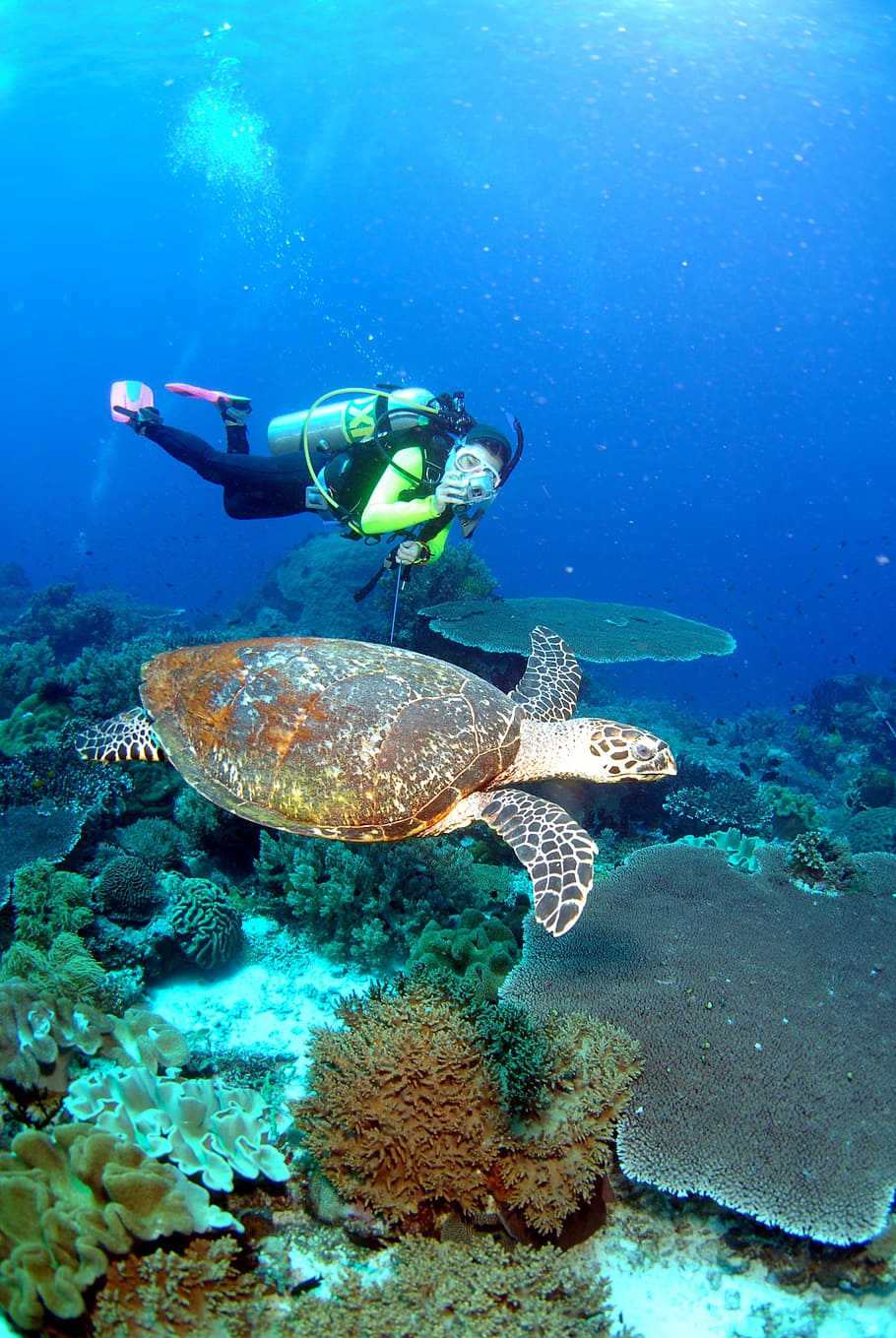 man, diving, underwater, sea turtle, sea, scuba, water, undersea, aquatic sport, sport