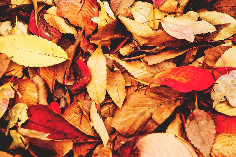 地面, 秋/秋, 秋/秋の色, 葉, 色, 自然, 秋, 季節, 黄色, オレンジ色