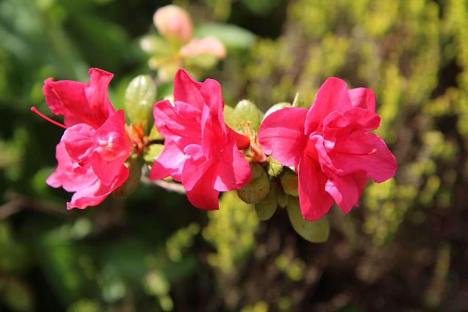 azalea, azalea roja, azalea china, flores rojas, pétalos rojos, flor,  planta floreciendo, planta, fragilidad, belleza en la naturaleza | Pxfuel