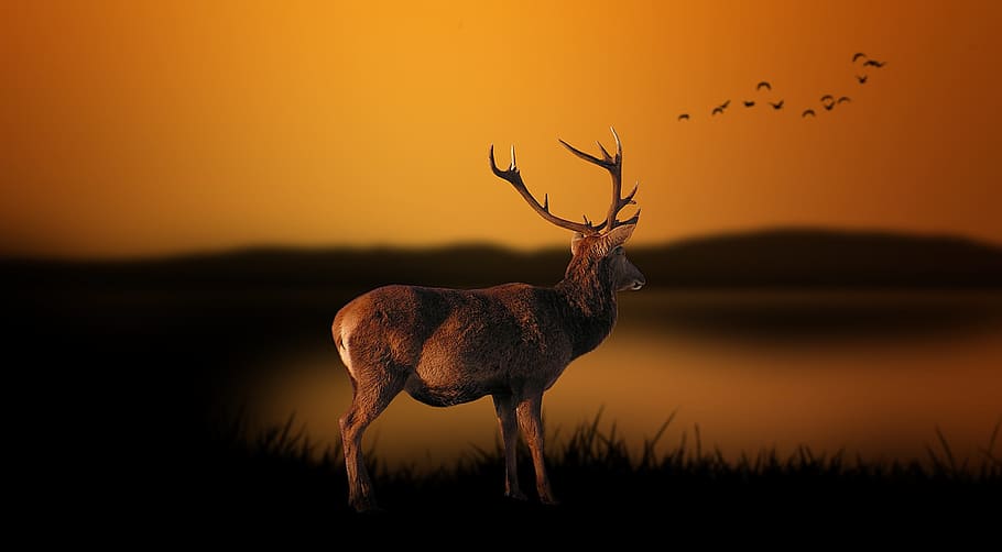 selective, focus photography, brown, buck, Deer, Yellow, Sky, Sky, Landscape, autumn, yellow, sky