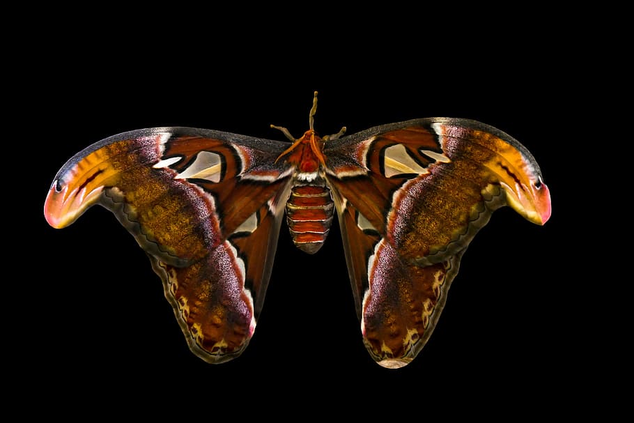 animal, mariposa, insecto, exótico, atlas polilla, atlas mariposa, ala, camuflaje, dibujo, sonda