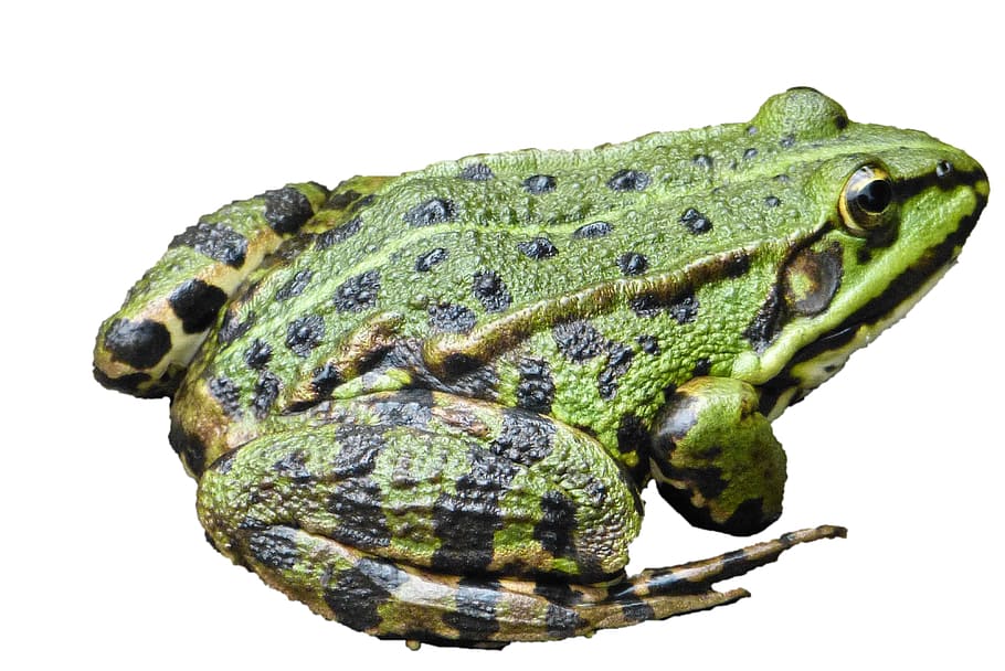 Water Frog, Amphibians, Pond, frog, water frog amphibians, green frog, garden pond, amphibian, animal, nature