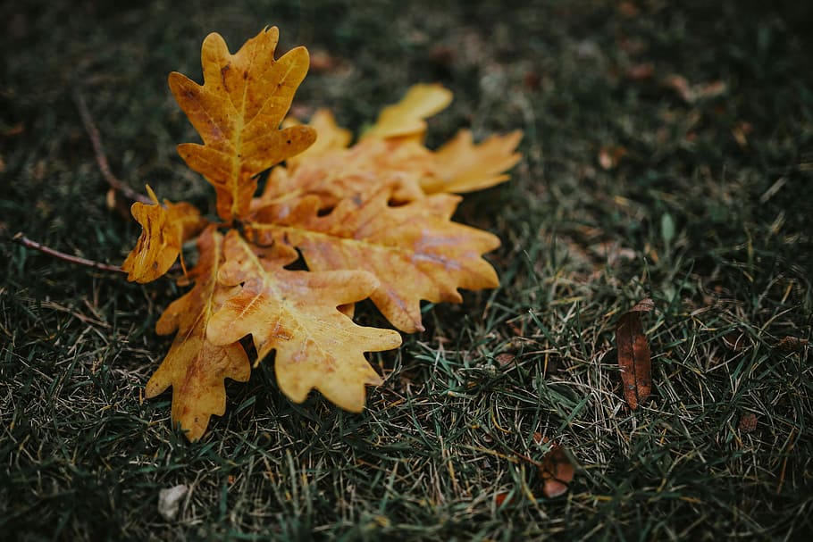 秋, 葉, 地面, 秋の紅葉, 黄色, モバイル, スマートフォン, 茶色, 自然, 季節