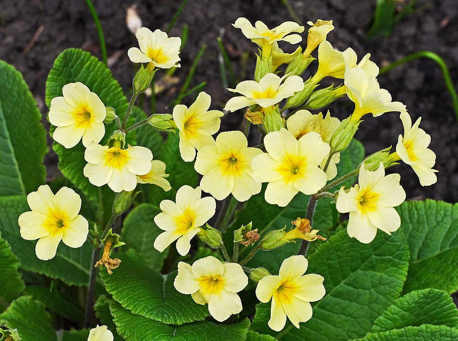 cowslip, signs of spring, chalices, garden, high primrose, close, yellow, blossom, bloom, inflorescence