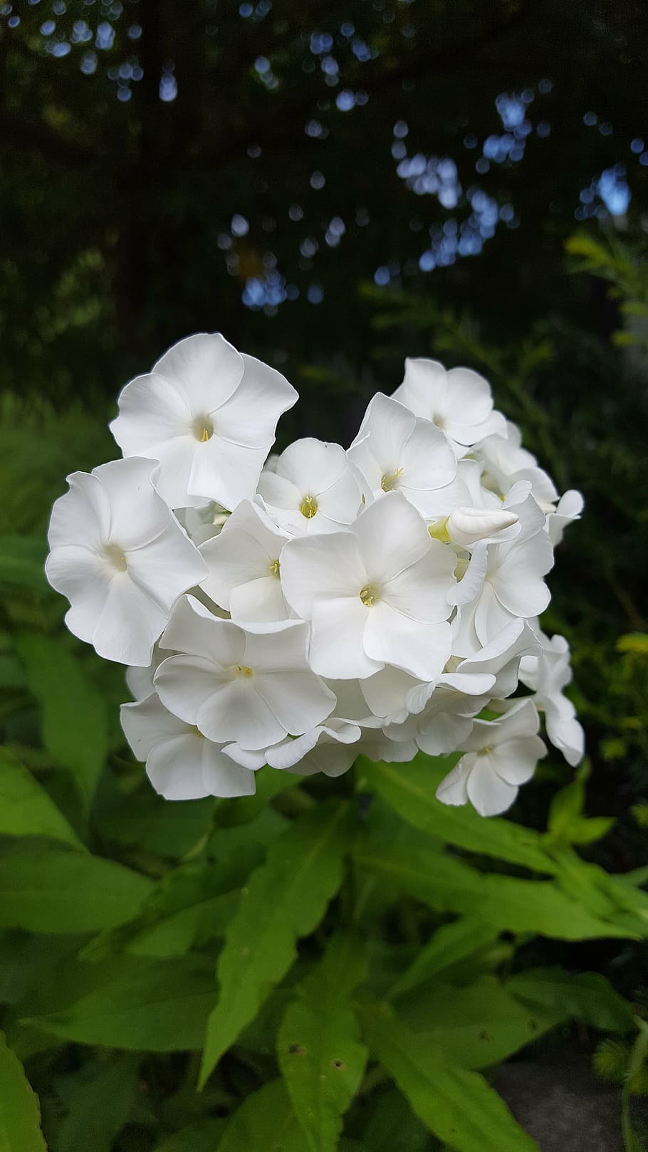 white garden phlox, flower, flowering time, white, nature, 5 petals, flowering plant, plant, petal, freshness