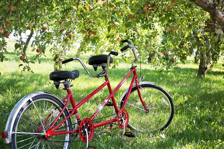 빨간, 탠덤 크루저 자전거, 나무, 탠덤 자전거, 자전거, 사과 과수원, 사과, 탠덤, 행복, 여름