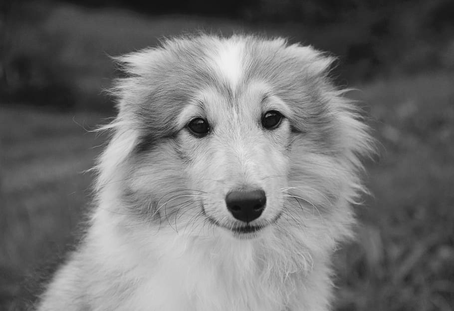 dog, bitch young dog, puppy, photo black white, shetland sheepdog, fawn overlaid with black, portrait, doggie, domestic animal, complicity