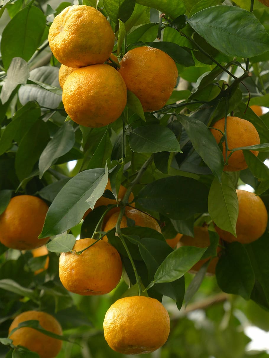 kulit, buah-buahan, jeruk pahit, jeruk aurantium, seville jeruk, jeruk asam, jeruk, jeruk mirip dengan, pohon, baumfruecht