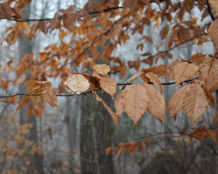 Beech Leaves Beech Tree Leaves Foliage Winter Plant Nature Wet