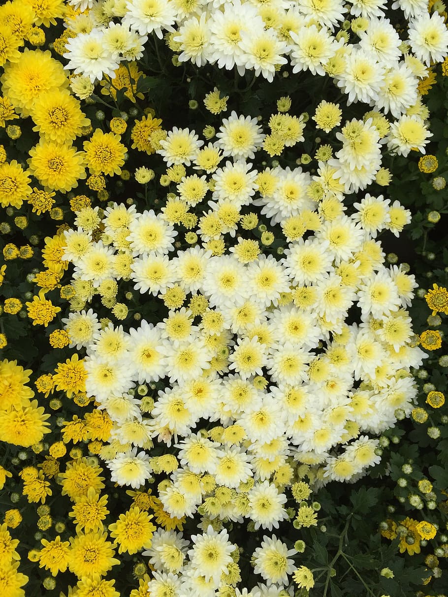 黄色い菊 小菊 旅行 白い花 菊 小さな黄色い花 写真 花の壁紙 黄色い花 秋の花 Pxfuel