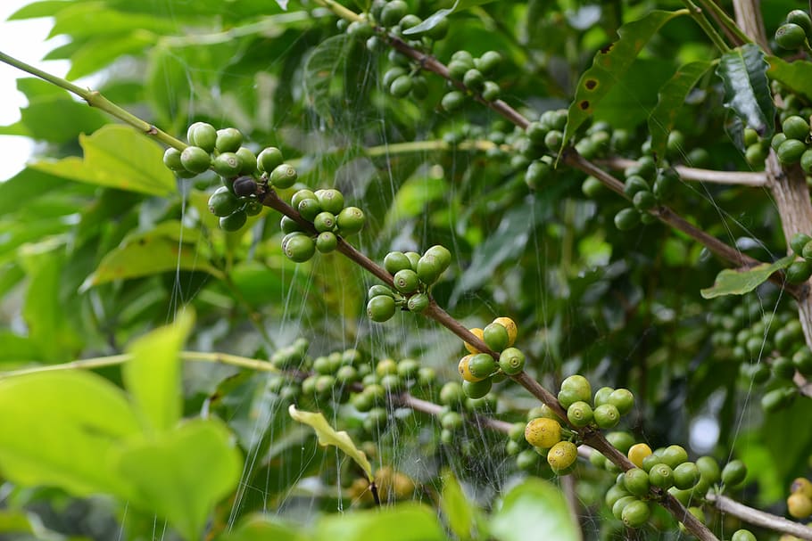 coffee, coffee tree, spider web, nature, growth, plant, food and drink, tree, healthy eating, food