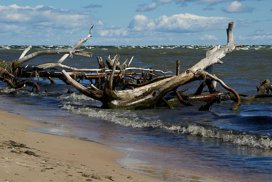 mar báltico, praia, madeira flutuante, ondas, madeira morta, agua, terra, mar, céu, natureza