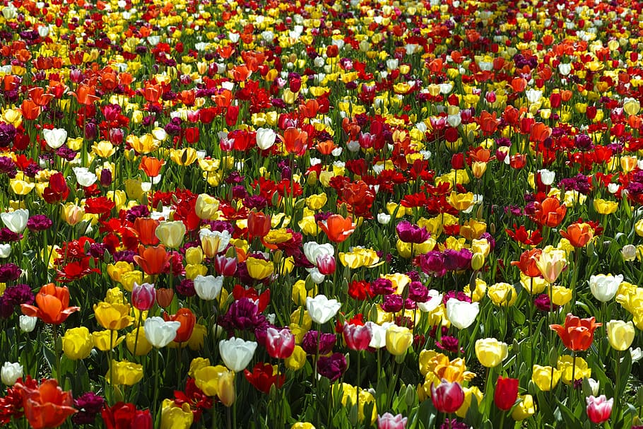 盛り合わせ色のチューリップの花畑, 昼間, チューリップ, 花, 自然, 植物, 美しい, 春, マクロ, 庭
