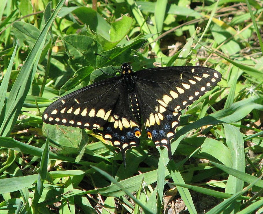 eastern black swallowtail, american black swallowtail, parsnip butterfly, papilio polyxenes, moneymore, ontario, canada, insect, butterfly - Insect, nature