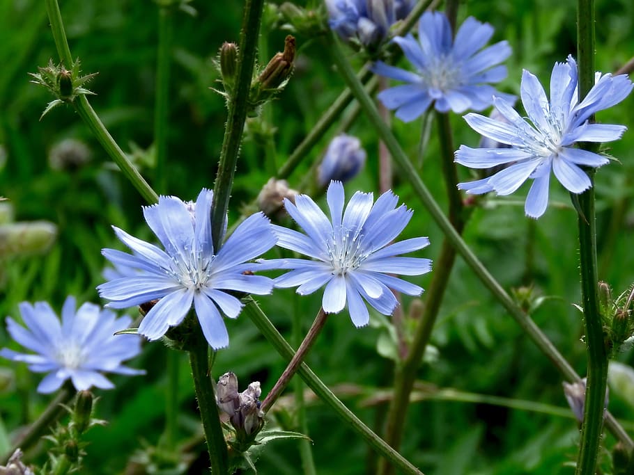 flower, chicory, blue, nature, summer, flora, petals, soothing, flowering plant, plant