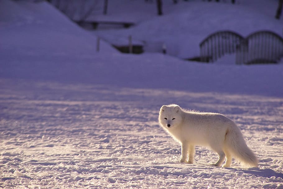 branco, raposa da neve, campo de neve, adorável, animal, fotografia animal, raposa do ártico, borrão, canino, carnívoro