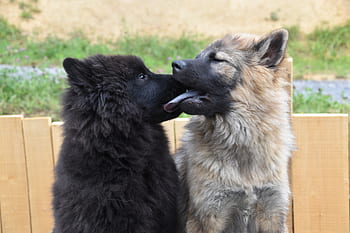 kisses-dogs-kiss-dog-complicity-animals-affection-royalty-free-thumbnail.jpg