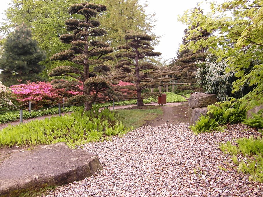 jardim japonês, jardim, distância, aplicado, parque, planta, árvore, crescimento, beleza na natureza, natureza