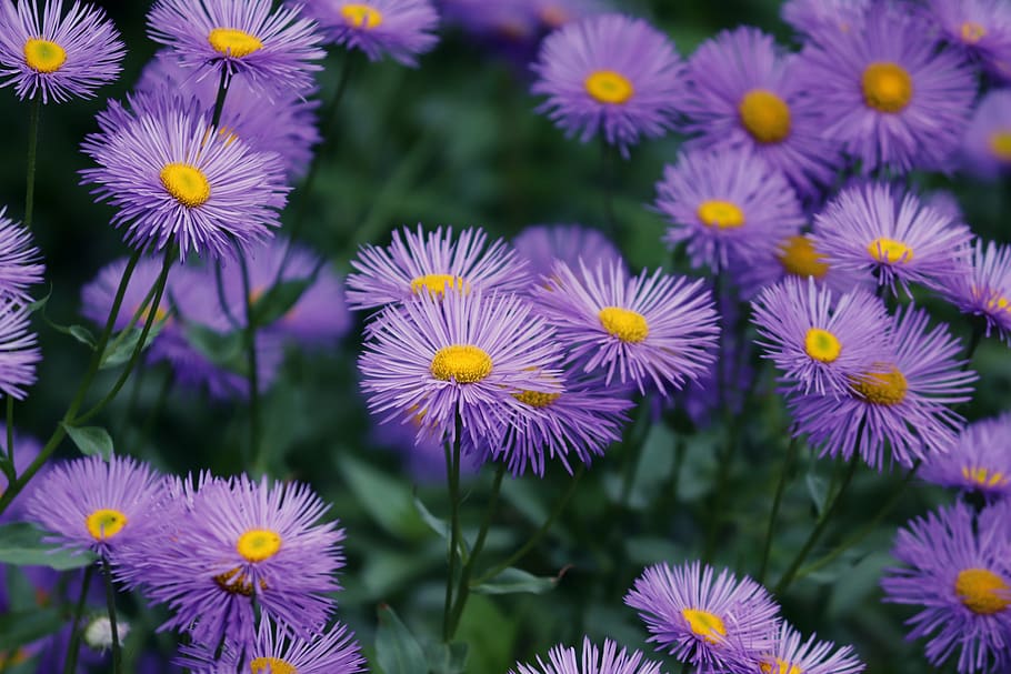 asters, aster tongolensis, violet, purple, flowers, garden, garden flowers, garden plants, composites, flower bed