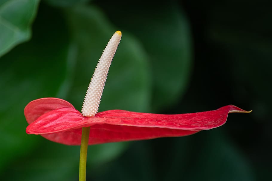 laceleaf, flower, anthurium, flora, flamingo flower, botany, botanical, red, plant, close-up