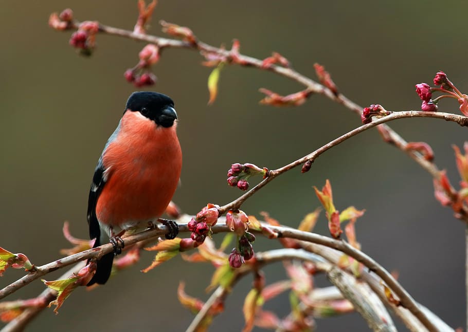 american robin bird, plant branch, bird, feathers, beak, plumage, colorful, wildlife, red, bullfinch