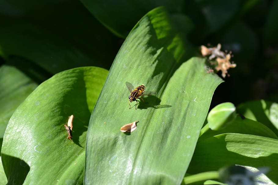 Hover Fly, hoja, salvaje, primer plano, naturaleza, planta, insecto, animal, color verde, macro