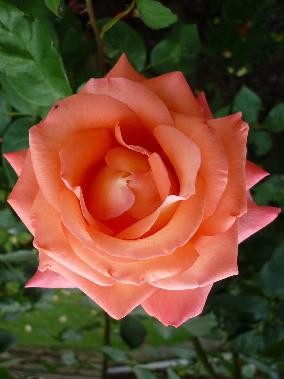 Flower Garden, Flowers, rose, apricot colors, popular, summer, flower, rose - flower, petal, nature