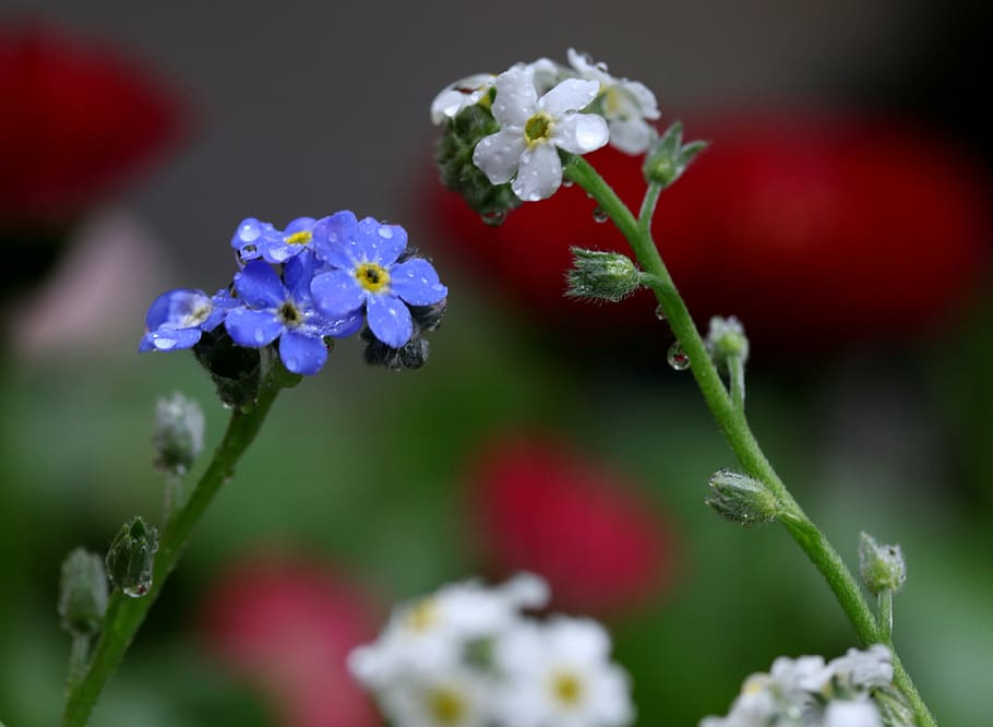 nomeolvides, azul, primavera, planta, colorante, Flor, planta floreciente,  frescura, belleza en la naturaleza, fragilidad | Pxfuel