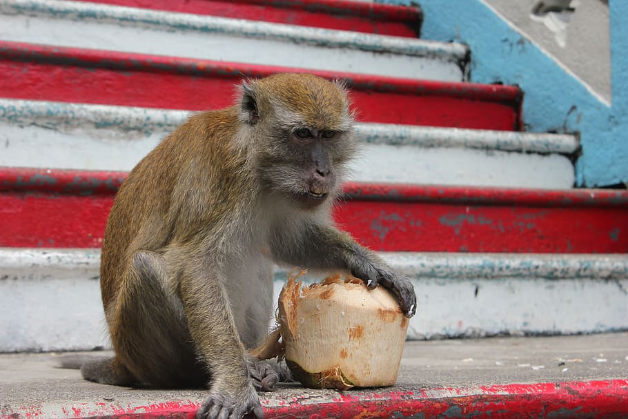 サル ココナッツ マレーシア 野生動物 アジア 旅行 かわいい 食べる 毛皮 1匹の動物 Pxfuel