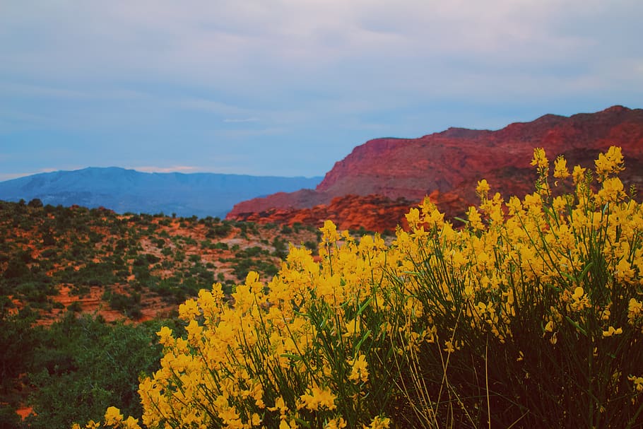 yellow, saint george, red rock, southern, southern utah, nature, yellow flower, desert, scenery, beauty in nature