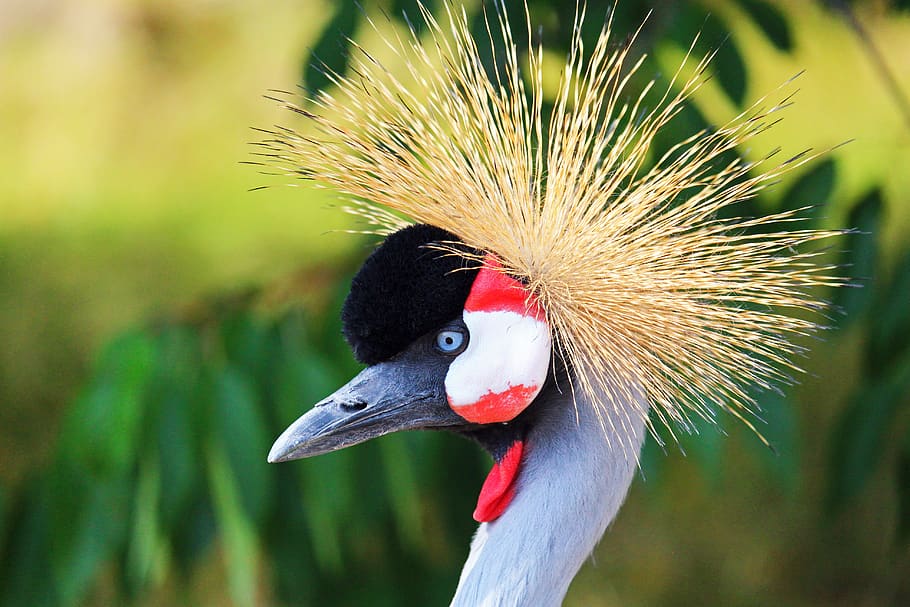 crane, zoo, bird, animal, the world of animals, grey crowned crane, feather, plumage, headdress, pride