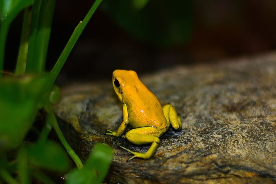 poison frogs australia