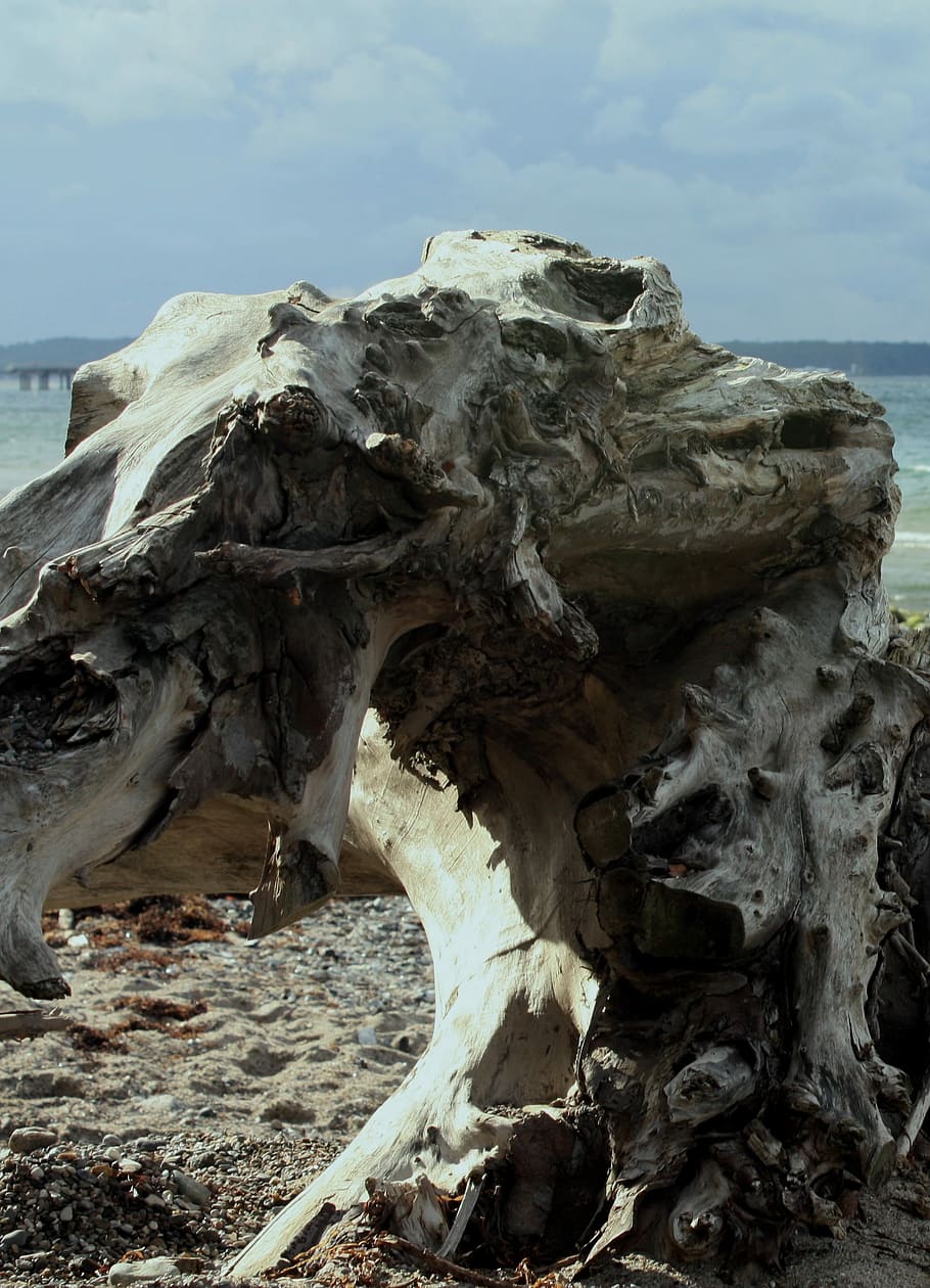 Tree, Withers, Baltic Sea, Wood, Log, root, dry, drift wood, nature, day