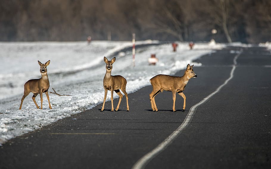tres, ciervos, carretera, durante el día, camino, gama, animal, gato bob, naturaleza, nieve