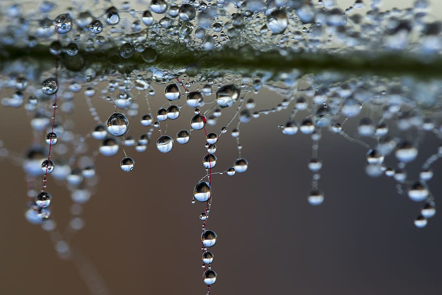 shallow, focus, rain drop photography, shallow focus, rain drop, photography, a drop of water, the dew, pearl, drop