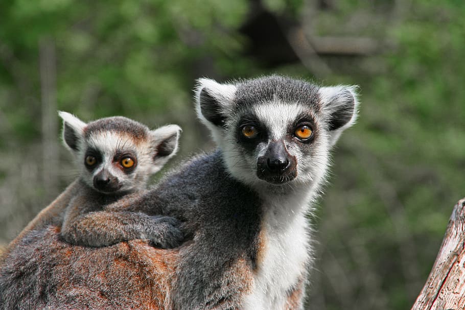 two gray lemurs, gray, Lemurs, lemur, ape, mother with child, animal, nature, mother, child