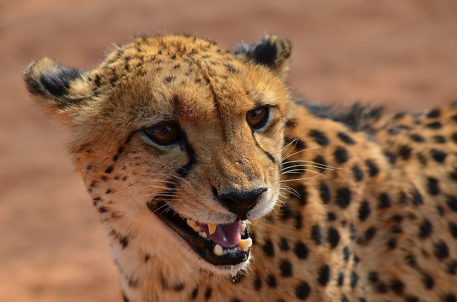 tutup, foto, cheetah, merapatkan, namibia, afrika, hewan, predator, etosha, margasatwa