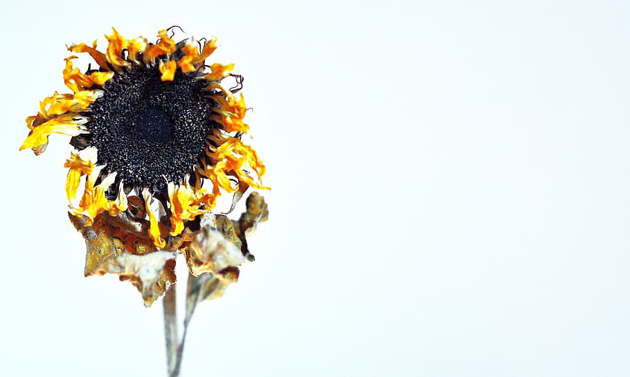 dried sunflower, dry, drought, sunflower, flower, nature, petal, plant, yellow, white background