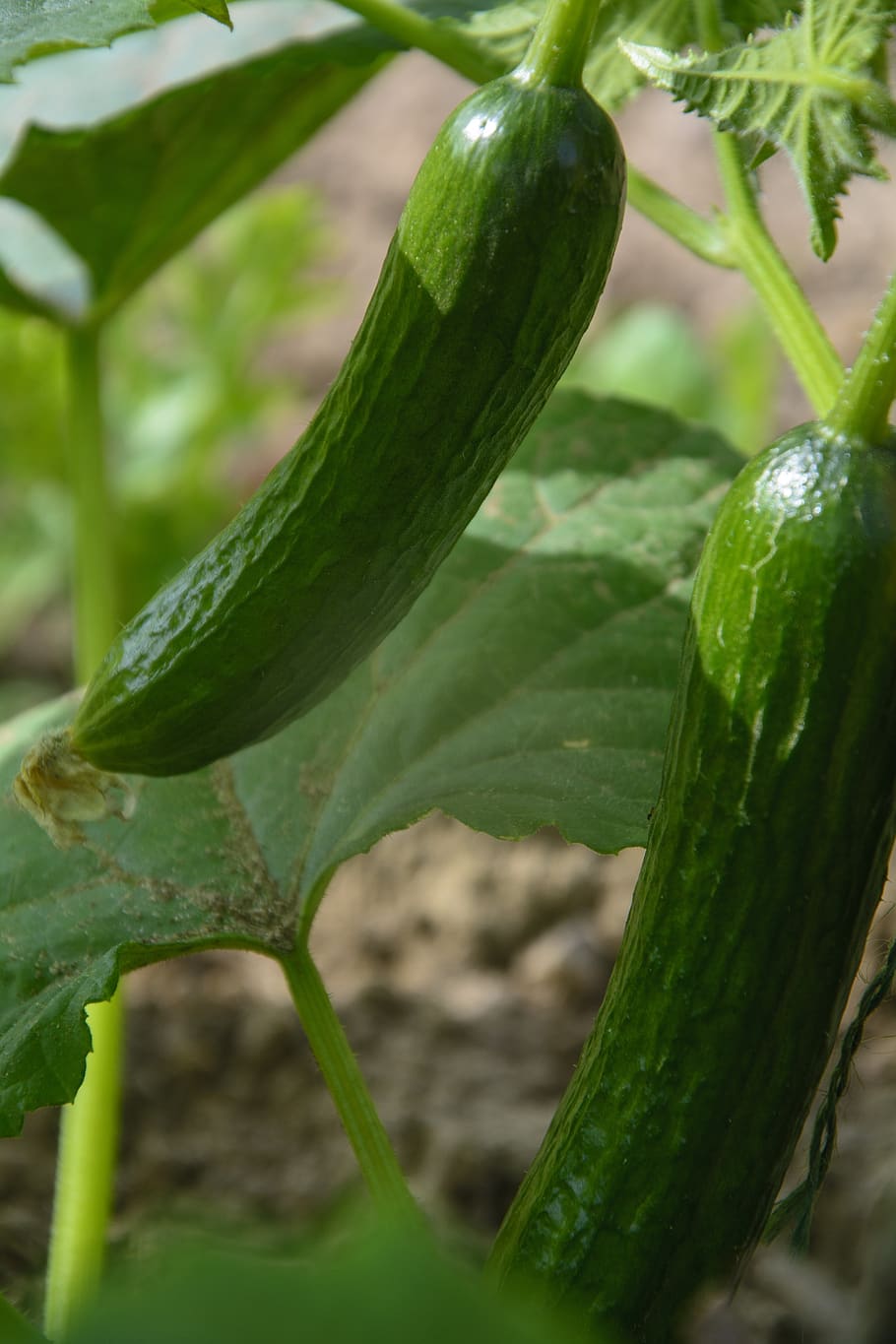 cucumber, cucumbers, vegetables, fresh, healthy, garden crop, vegetable garden, bio, green, food