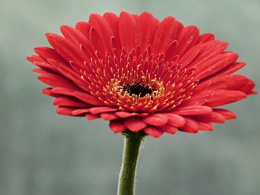 ガーベラ 花 マクロ 花びら 赤い花びら 壊れやすい 赤 花の頭 自然の美しさ 開花植物 Pxfuel