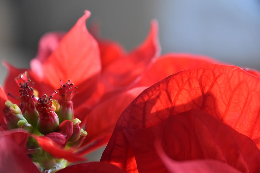 poinsettia, plant, christmas, flower, red, nature, winter, deco, flowering plant, beauty in nature