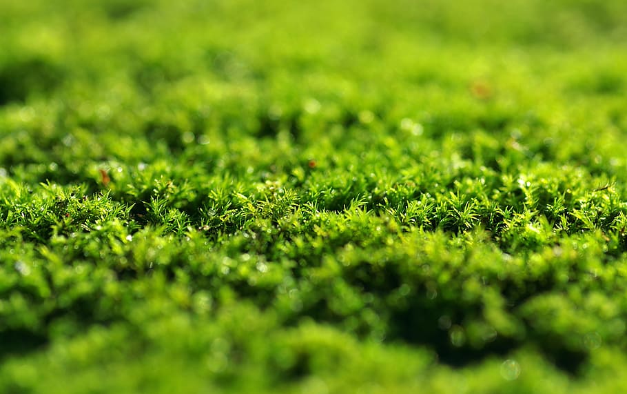 macro photography, green, grass, moss, dashing, the background, forest, undergrowth, nature, old