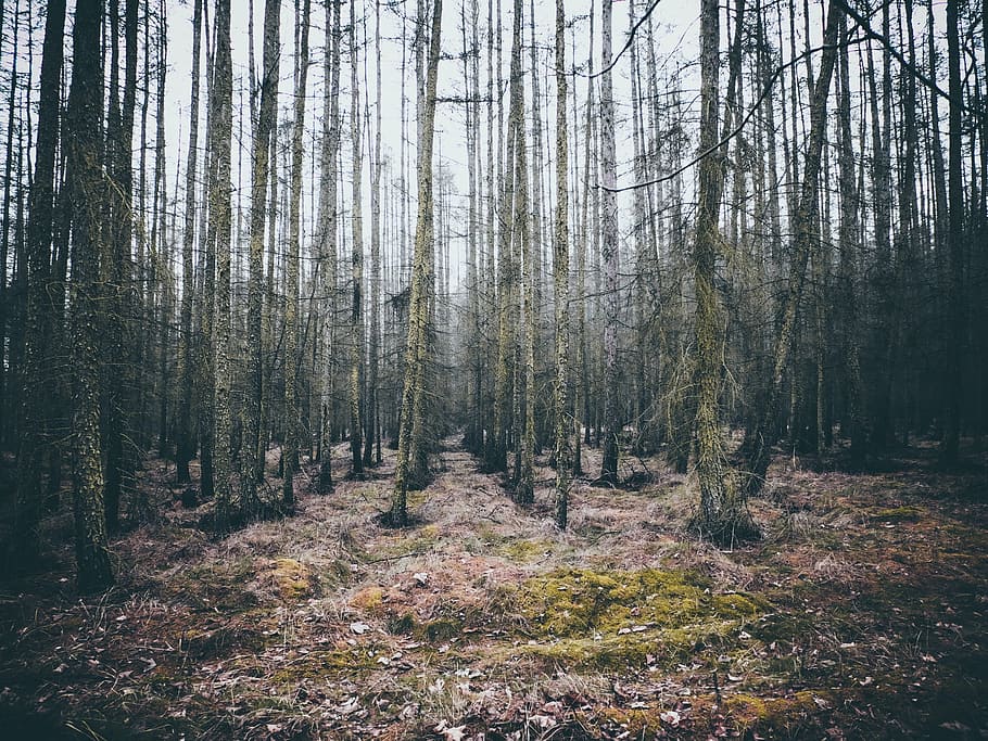 coberto de musgo, fotografia de árvores, dia, floresta, branco, céu, bosques, árvores, natureza, árvore