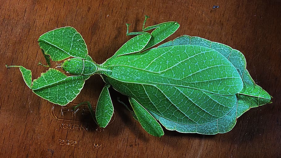 closeup, green, phasmida leaf insect, Cockroach, Walking, Small, Animal, cockroach walking, small animal, phylliinae