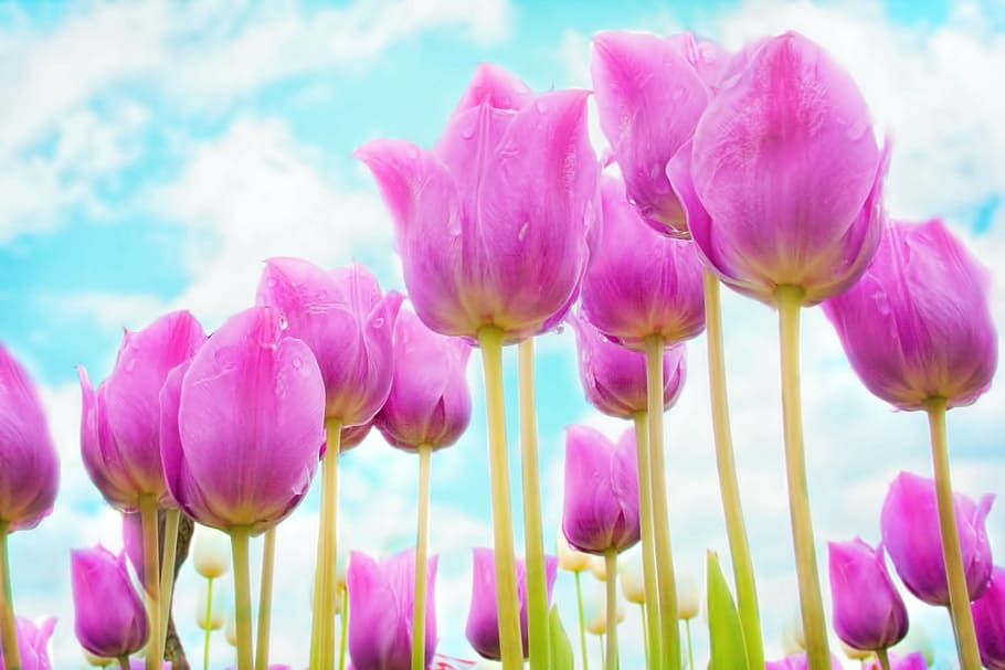 pink, tulip flower field wallpaper, tulips, spring, flowers, bloom, garden, fresh, natural, season