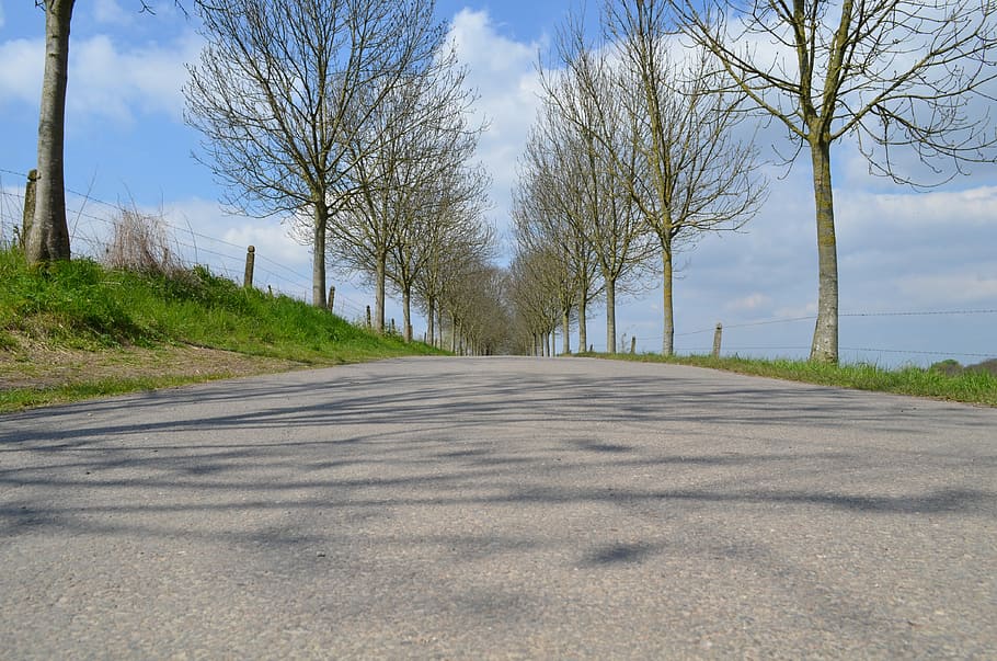 Street, Trees, Nature, Spring, street, trees, road, diminishing perspective, the way forward, rural scene, landscape