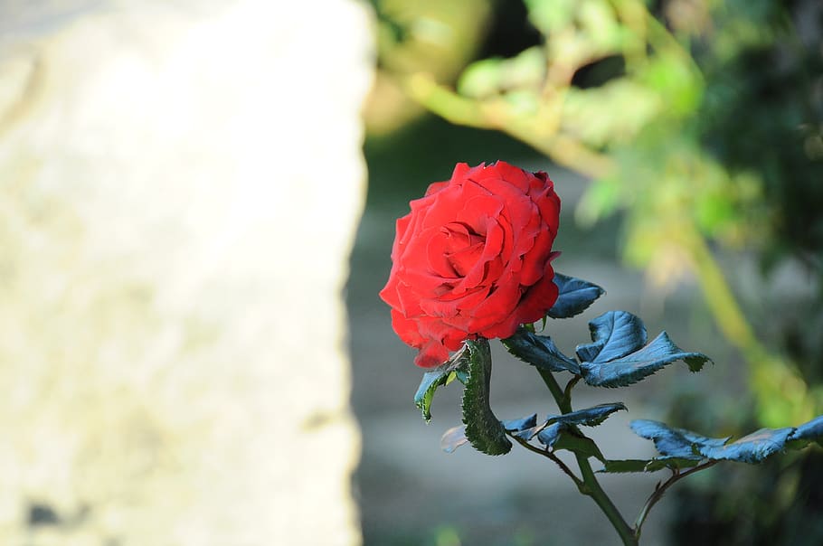 flower, hong, da lat, red rose, flowering plant, plant, beauty in nature, vulnerability, fragility, inflorescence