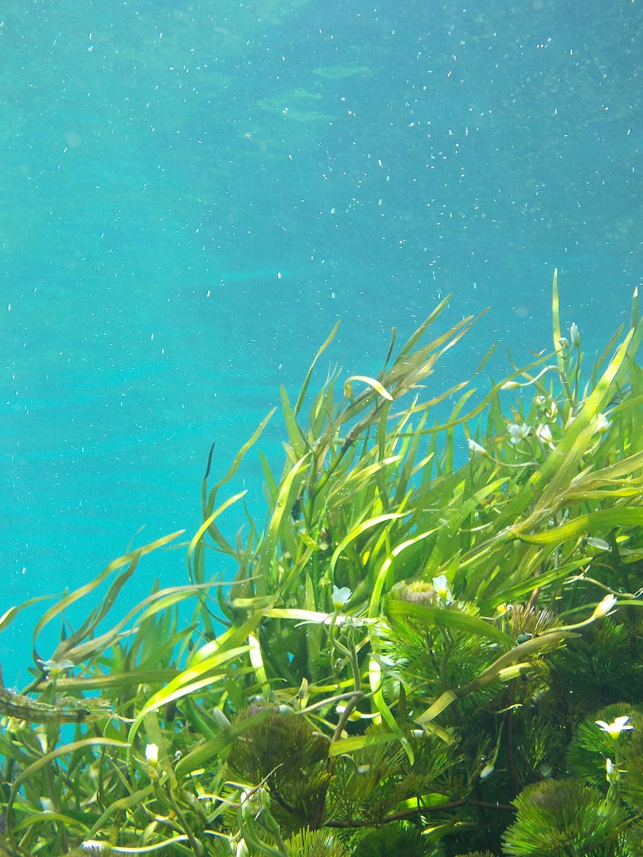 underwater, green, leaf plants, kelp, seaweed, water, beach, green color, nature, plant