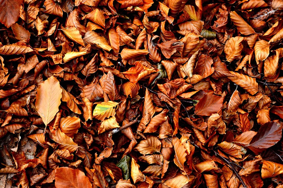 autumn, leaf, nature, fallen leaves, full frame, backgrounds, change, abundance, plant part, leaves